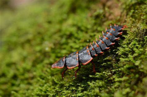 Firefly Larva? or Netwing Beetle Larva? from Malaysia - What's That Bug?