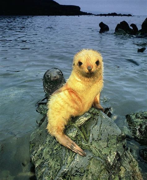 Baby seal!! Going through a blonde fur phase : r/RealLifeShinies