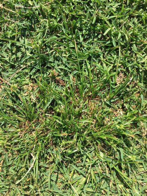 How To Remove Sedge Weeds From Your Lawn | myhomeTURF