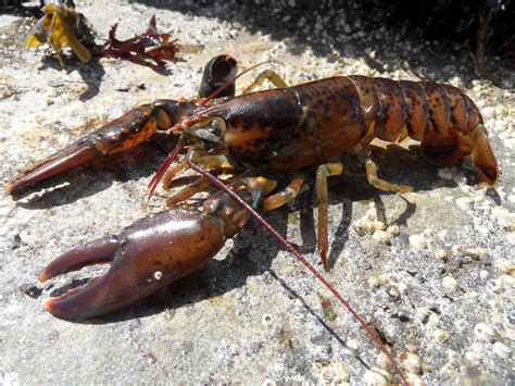 American Lobster, Homarus americanus H. Milne-Edwards, 183… | Flickr