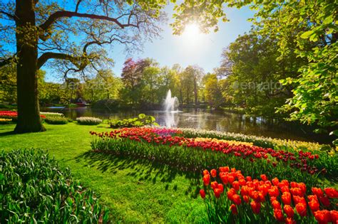 Keukenhof flower garden. Lisse, the Netherlands Stock Photo by Dmitry_Rukhlenko