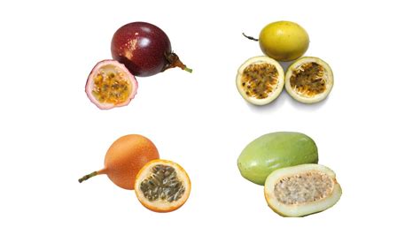 Four Types Of Edible Passion Fruits | Passion Fruit Varieties - YouTube