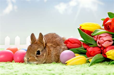 Springtime Easter Bunny HD Wallpaper