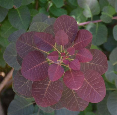 smoketree | UMass Amherst Greenhouse Crops and Floriculture Program