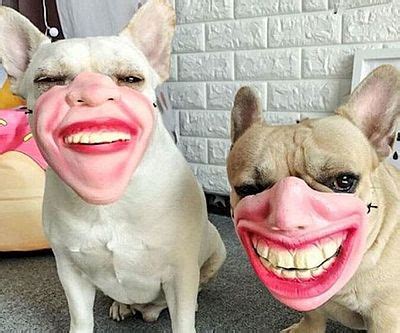 Human Face Dog Masks