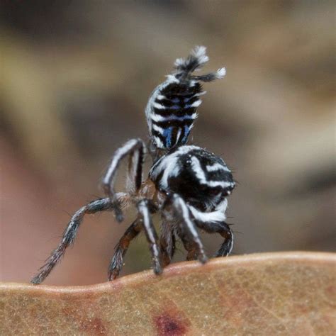 Maratus sceletus | Peacock spider, Spider, Species