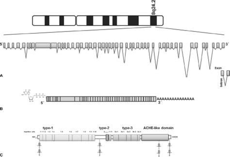 Thyroglobulin Structure, Function, and Biosynthesis | Oncohema Key