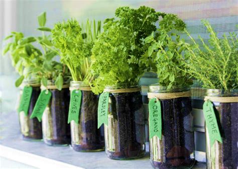 Tips to Grow Herbs in Containers - My Plant Warehouse - Indoor Plants ...