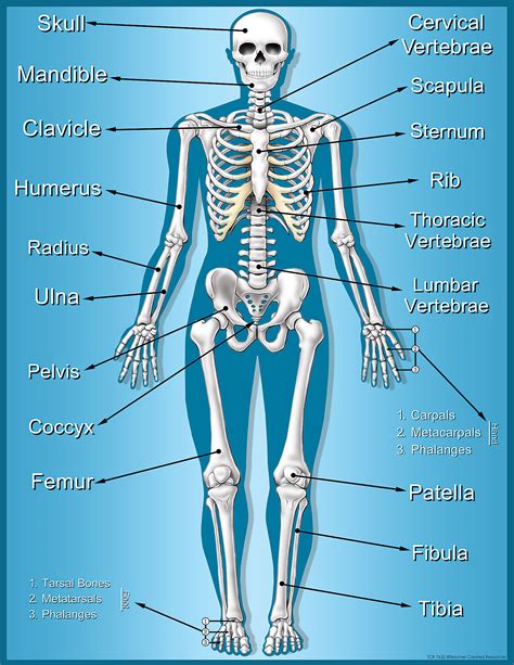 Skeleton Chart - TCR7632 | Teacher Created Resources