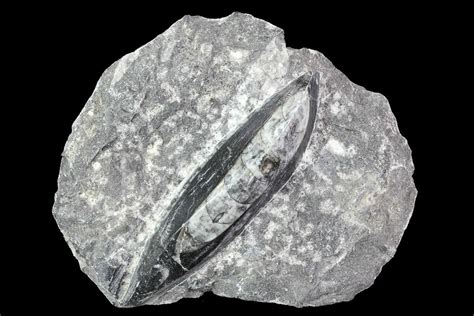 Polished Orthoceras (Cephalopod) Fossils - Morocco (#84038) For Sale - FossilEra.com