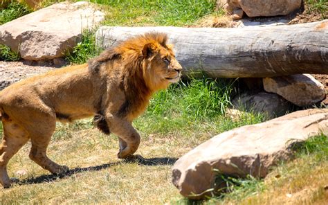 Sydney Zoo: Everything We Know About Western Sydney's Massive Zoo