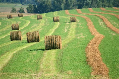 Squash Blossom Farm: Hay, Good Looking!