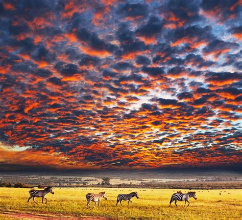 Destination Guide to Serengeti National Park | Adventurenation.com