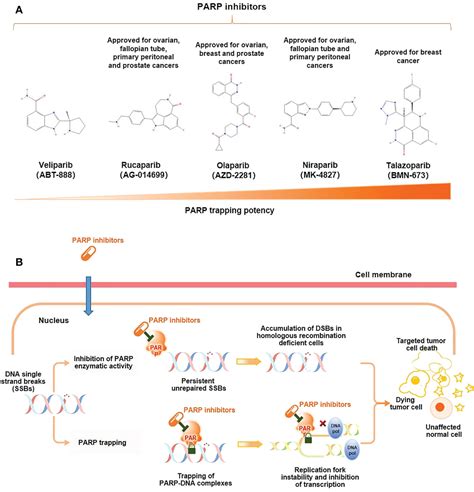 Frontiers | Use of PARP inhibitors in prostate cancer: from specific to ...