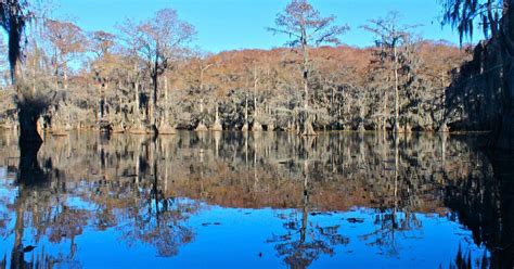 Canoeing Caddo Lake | Lake kayaking, Caddo lake state park, Lake