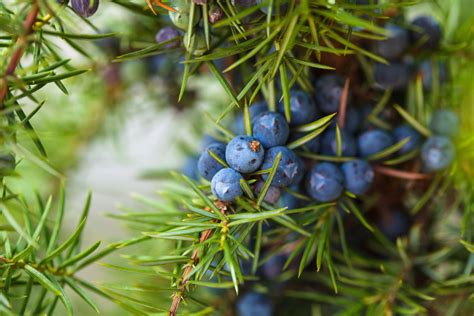 Juniper Berry Essential Oil