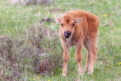 Man Fined $1,000 After Yellowstone Incident Saw Calf Euthanized