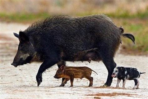 Southern Rockies Nature Blog: CPW Declares Victory over Wild Pigs