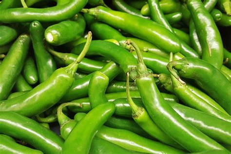 Mexican Jalapeño Peppers Description With Pictures