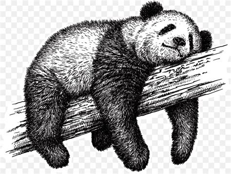 Giant Panda Drawing Royalty-free Sketch, PNG, 1000x757px, Giant Panda ...