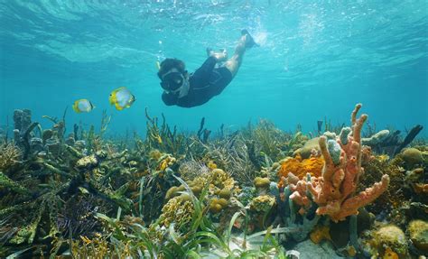 Snorkel at Creole Rock Shore Excursion in St. Martin