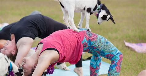 Goat Yoga Arizona Coupon Code - YogaWalls