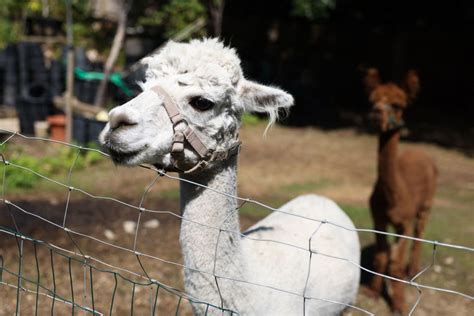 Alpacas Stand Out in Mammal Reproduction with Unprecedented ...