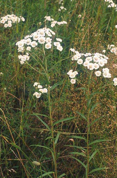 Wedding Flowers: Achillea Ptarmica