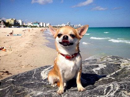 Meet Miami, the World’s Most Well-Traveled Dog - Condé Nast Traveler