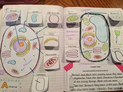 Animal and Plant Cells + Organelles Read and Apply {NGSS MS-LS1-2} | Biology classroom, Teaching ...