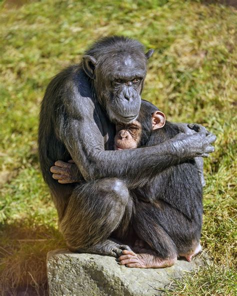 Chimpanzee mother holding baby | A cute scene of a mother ch… | Flickr