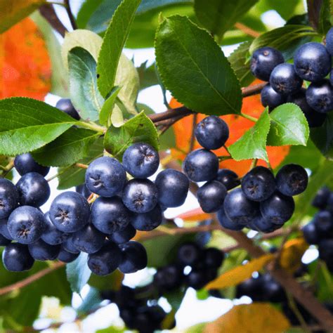 Aronia Berry - Just Berry Plants