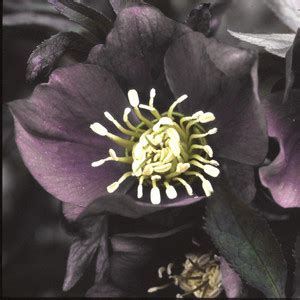 HELLEBORUS 'SILVER LACE' SEEDS - Plant World Seeds