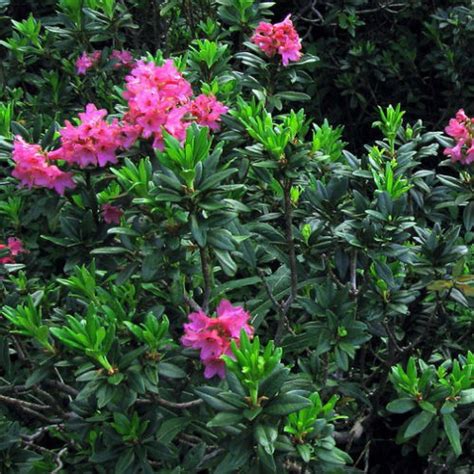 Rhododendron Ferrugineum Seeds (Alpenrose, Snow-Rose, Rusty-Leaved ...