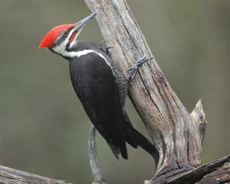 Pileated Woodpecker | Audubon Field Guide