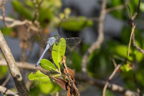 Blue Dragonfly by * LordMajestros