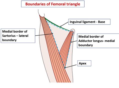 Femoral Triangle - Boundaries , structures forming floor and roof and ...