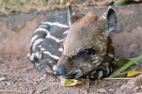 Gallery: Meet the tapir, South America’s cutest prehistoric animal