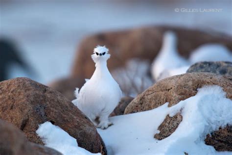 The Best of Baffin Island Wildlife Encounters | Arctic Kingdom