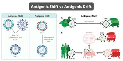 Differences Between Antigenic Shift and Antigenic Drift - Biology Notes Online