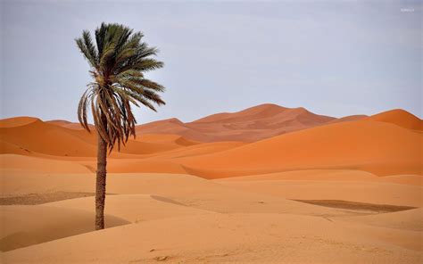 Palm tree in desert wallpaper - Nature wallpapers - #46411