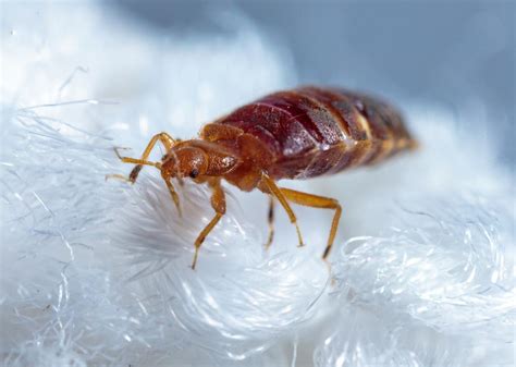 Bed Bugs Aren’t Just a Problem in Paris. Here’s Why