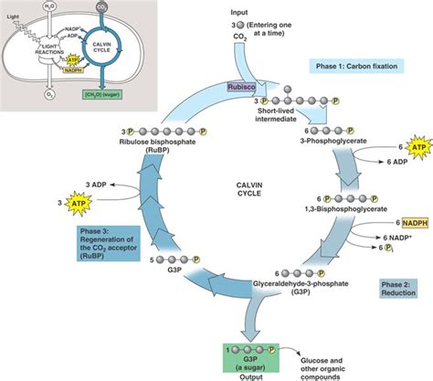 The Bio Hub: Carbon Fixation and the Calvin Cycle