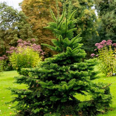 8 Types of Spruce Trees for Your Yard | The Family Handyman