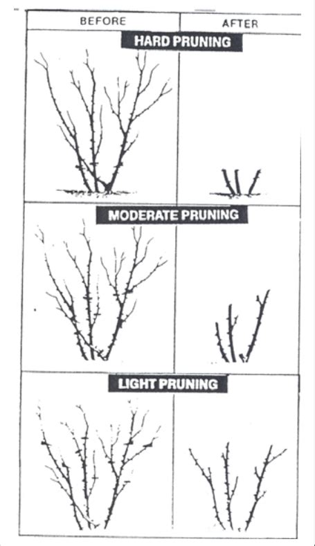 Pruning roses | Pruning roses, Rose plant care, Rose cuttings