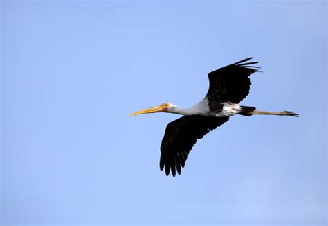 รูปภาพCiconiiformes – เลือกดูภาพถ่ายสต็อก เวกเตอร์ และวิดีโอ142,776 ...