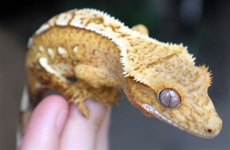 Crested Gecko Care - KLW Reptiles