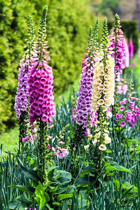 How to Grow and Care for Common Foxglove (Digitalis purpurea)