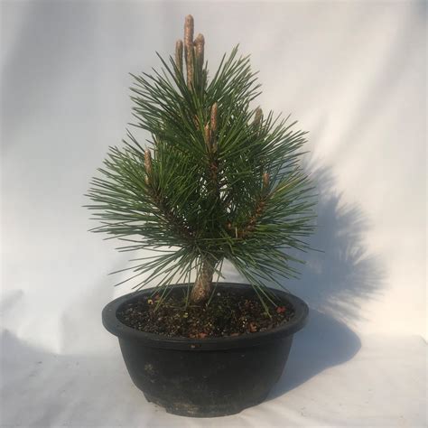 3 yr Dwarf Japanese Black Pine var Gyokoho – Riverbend Gardens