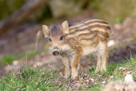 Wild Boar Piglet Photograph by M. Watson